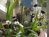Wildlife on veranda