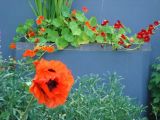 Vibrant colour scheme